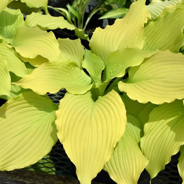 Hosta 'Dancing Queen'