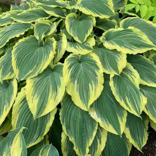Hosta 'Drop Dead Gorgeous'