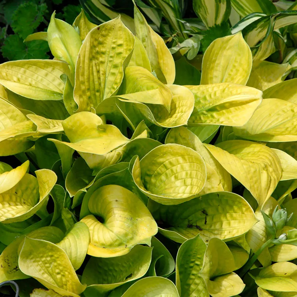 Hosta 'Maui Buttercups'