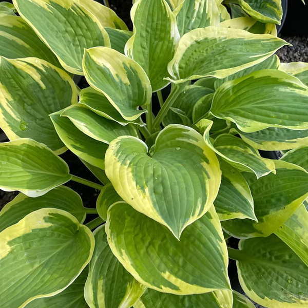 Hosta 'My Fair Lady'