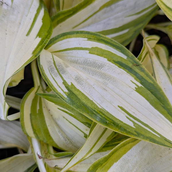 Hosta 'My Fair Lady'