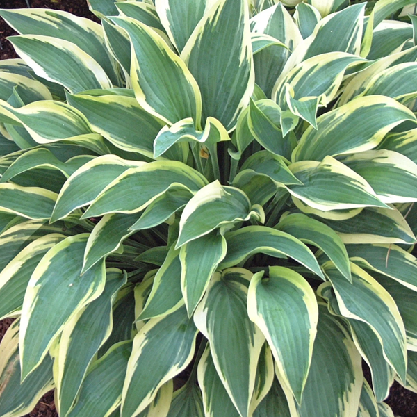 Hosta 'Wolverine'