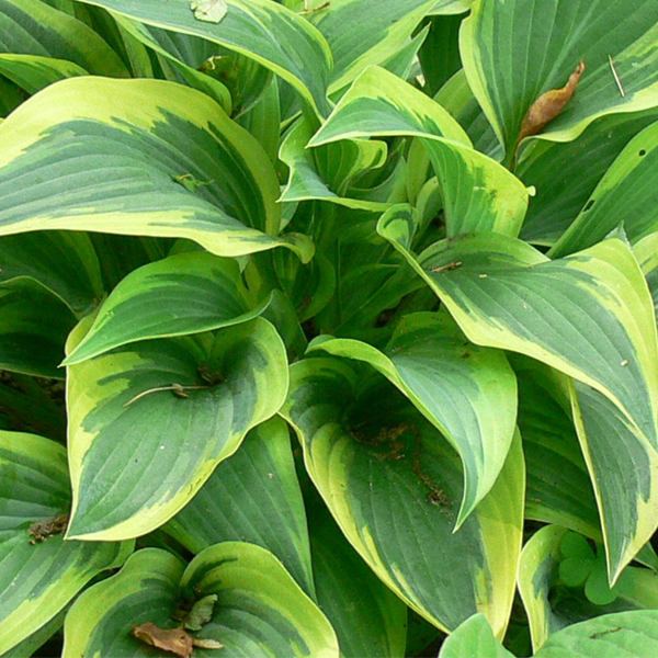Hosta 'Wolverine'