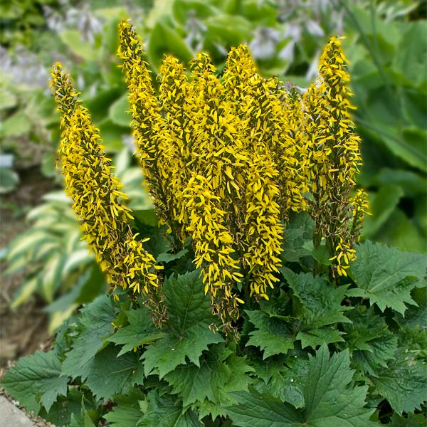 Ligularia 'Bottle Rocket'