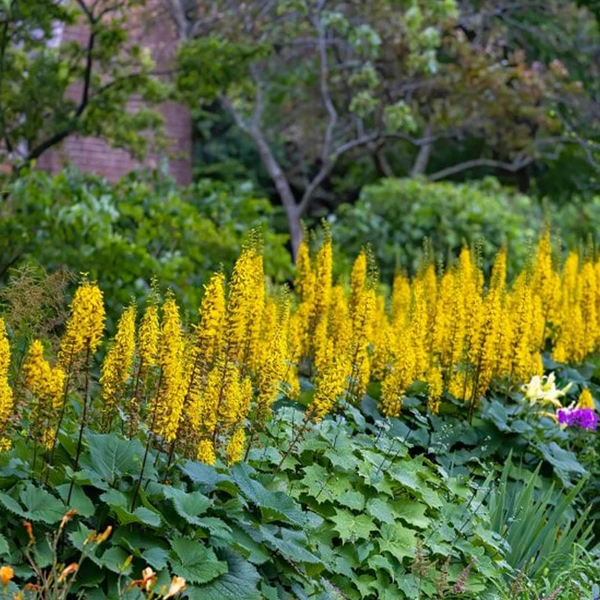 Ligularia 'Bottle Rocket'