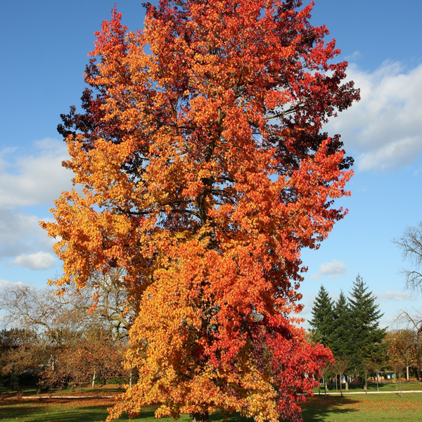 Liquidambar styraciflua