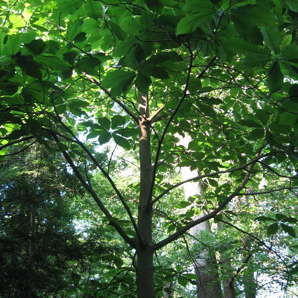 Magnolia Macrophylla