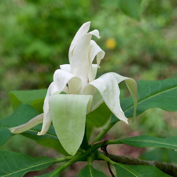 Magnolia Tripetala