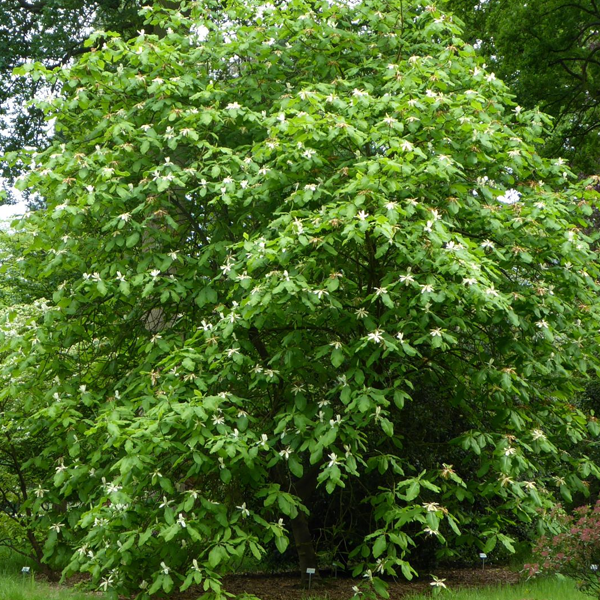 Magnolia Tripetala