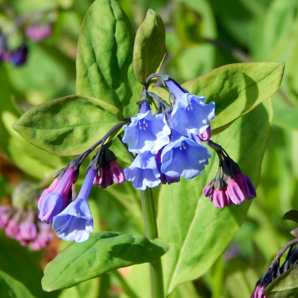 Mertensia Virginica