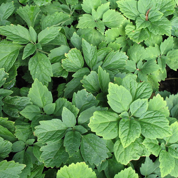 Pachysandra Procumbens