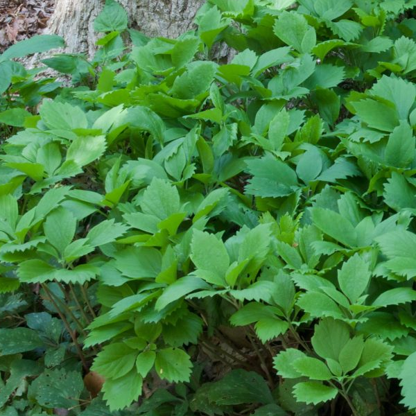 Pachysandra Procumbens