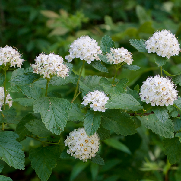 Physocarpus opulifolius