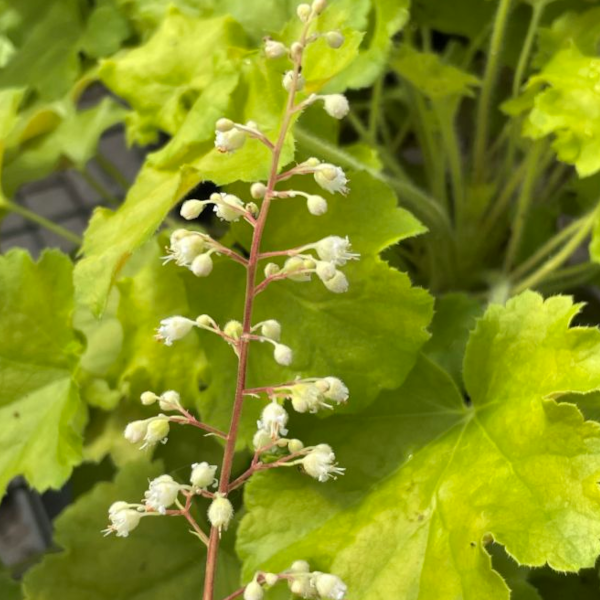 Heuchera 'Lemon Love'