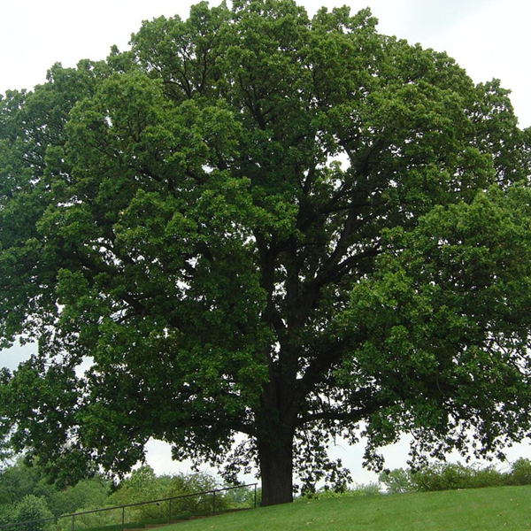 Quercus Macrocarpa