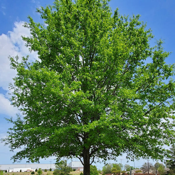 Quercus Phellos