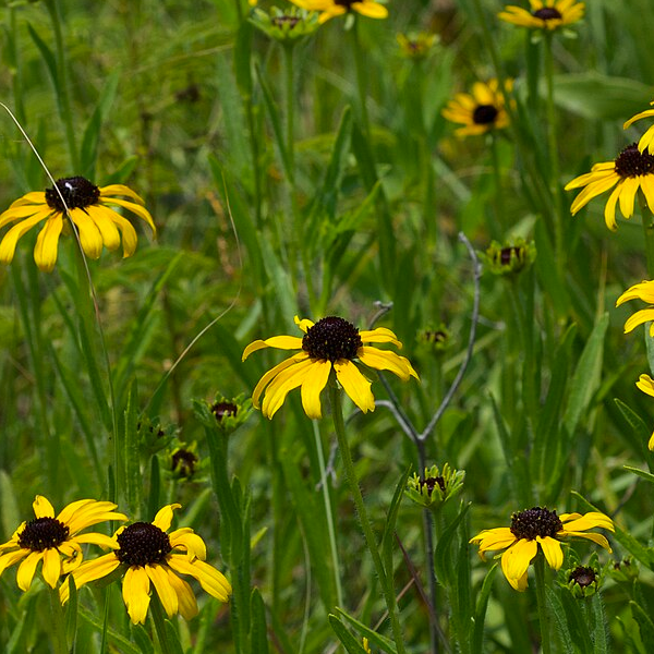 Rudbeckia missouriensis