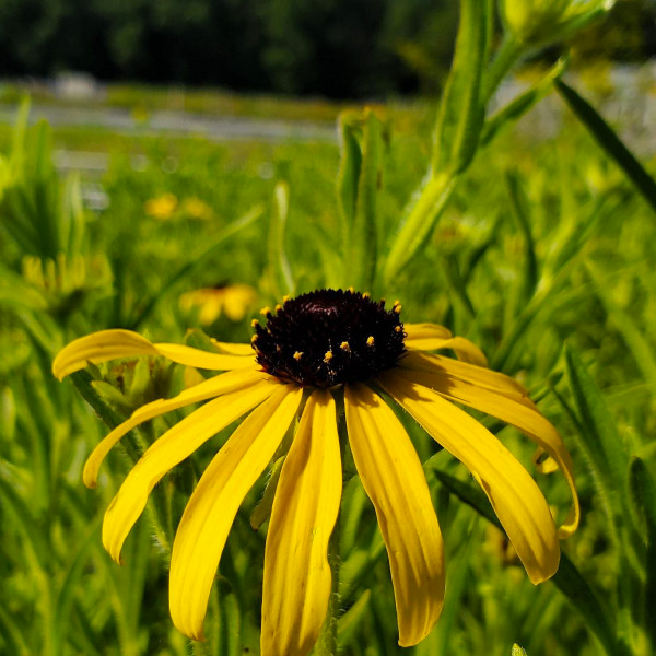 Rudbeckia missouriensis