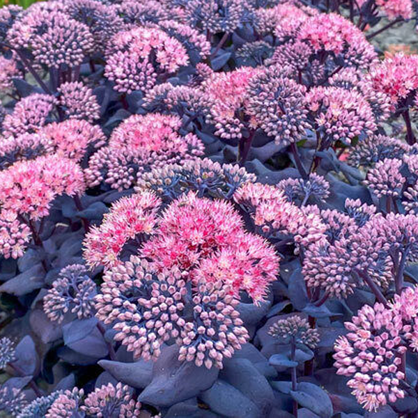 Sedum Mojave Jewels 'Sapphire'