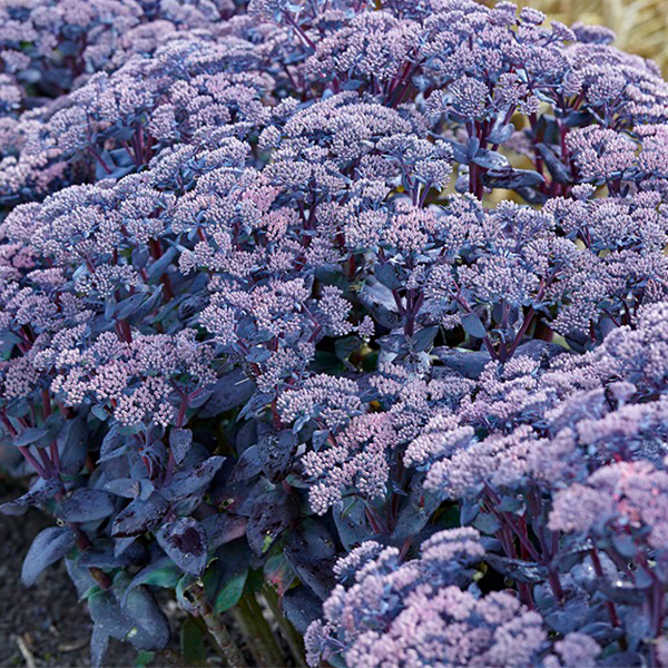 Sedum Mojave Jewels 'Sapphire'