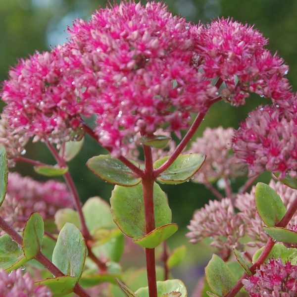 Sedum 'Pillow Talk'