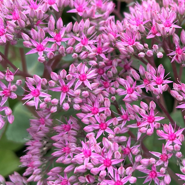 Sedum 'Pillow Talk'