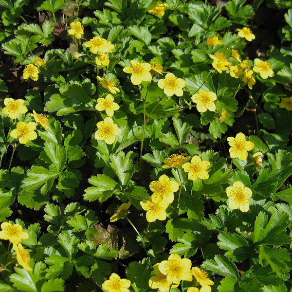Waldsteinia ternata