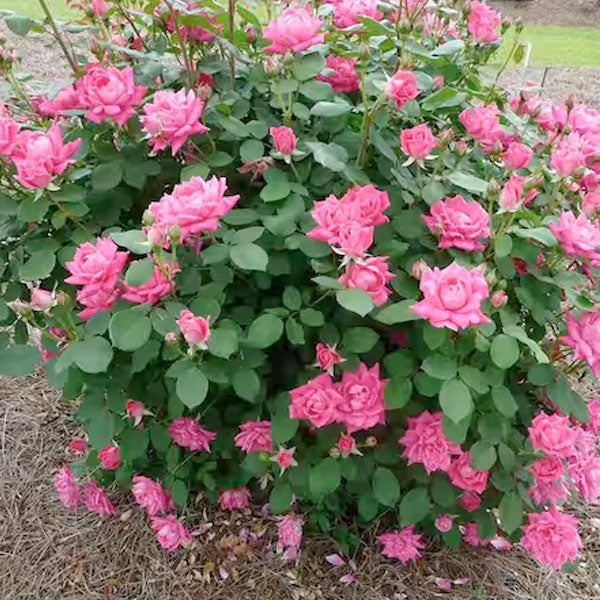 Rosa Knockout 'Pink'