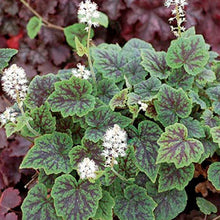 Load image into Gallery viewer, Tiarella cordifolia &#39;New Moon Motley&#39; - 1 Gallon Pot
