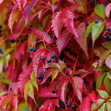 Load image into Gallery viewer, Parthenocissus quinquefolia - 3 Gallon Pot
