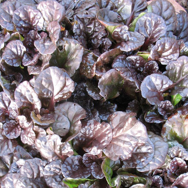 Ajuga 'Black Scallop' - 1 Gallon