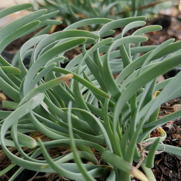 Allium senescens 'Blue Eddy' - 1 Gallon Pot