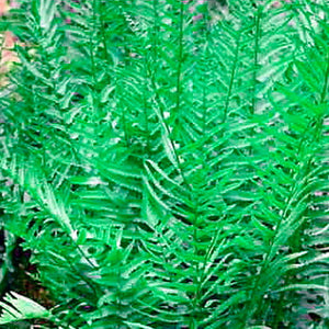 Fern - Dryopteris Tokyo Wood Fern - 2 Gallon