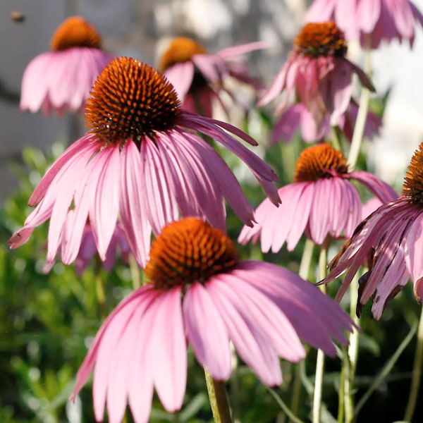 Echinacea Purpurea