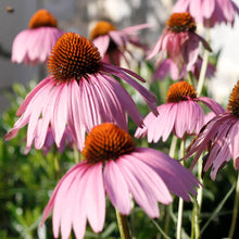 Load image into Gallery viewer, Echinacea Purpurea
