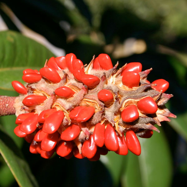 Magnolia grandiflora 'Bracken's Brown Beauty' - 15 Gallon
