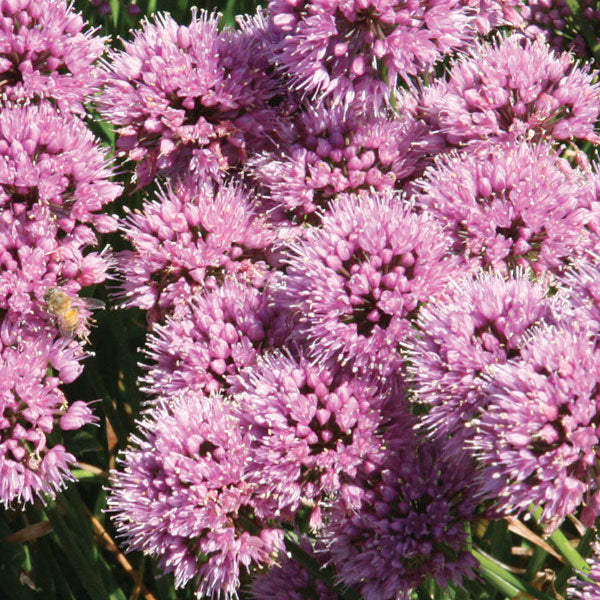 Allium 'Windy City'