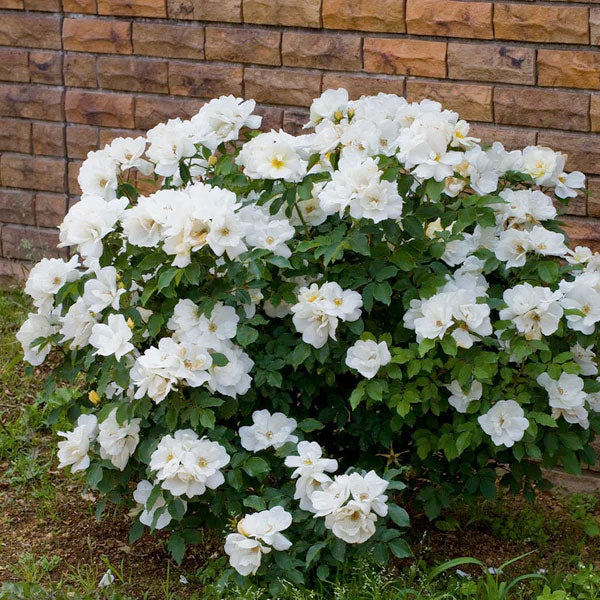 Rosa 'Knock Out White' Rose - 3 Gallon Pot