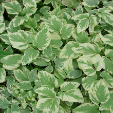 Load image into Gallery viewer, Aegopodium podagraria &#39;Variegatum&#39;
