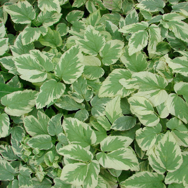 Aegopodium podagraria 'Variegatum'