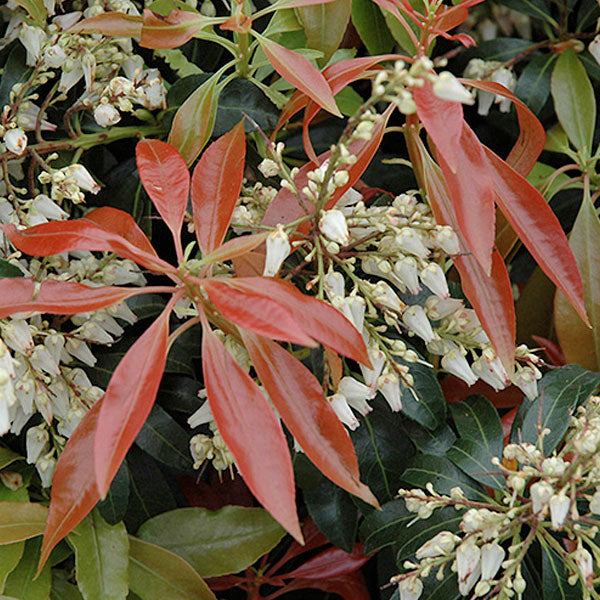 Pieris 'Scarlet O'Hara' - 3 Gallon Pot