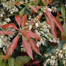 Load image into Gallery viewer, Pieris &#39;Scarlet O&#39;Hara&#39; - 3 Gallon Pot
