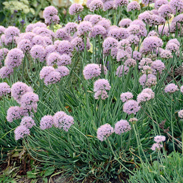 Allium senescens 'Blue Eddy' - 1 Gallon Pot