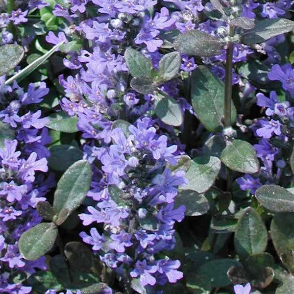 Ajuga 'Chocolate Chip' - 1 Gallon