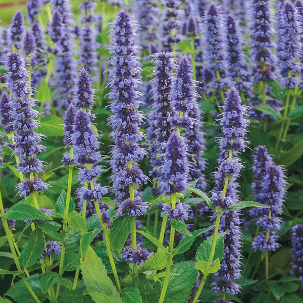 Agastache 'Blue Fortune'