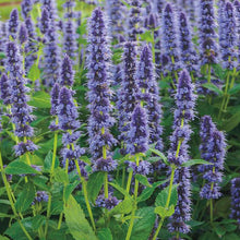 Load image into Gallery viewer, Agastache &#39;Blue Fortune&#39;
