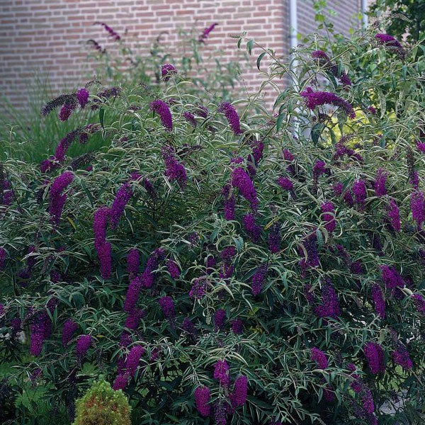 Buddleia 'Black Knight' - 3 Gallon Pot