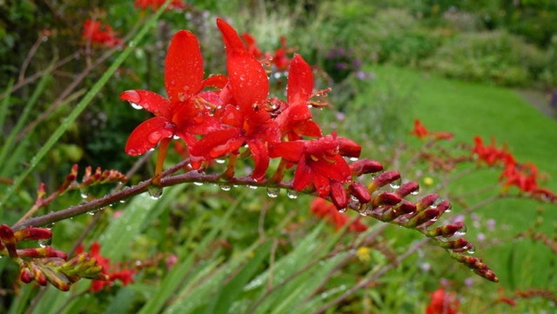 Crocosmia 'Lucifer'
