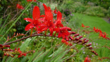 Load image into Gallery viewer, Crocosmia Lucifer - Perennial - Red Flowers - Long Blooming
