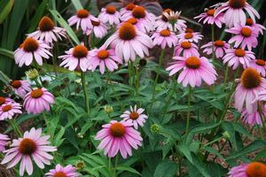 Echinacea Prairie Splendor - Large Coneflower - Perennial - 2 Gallon